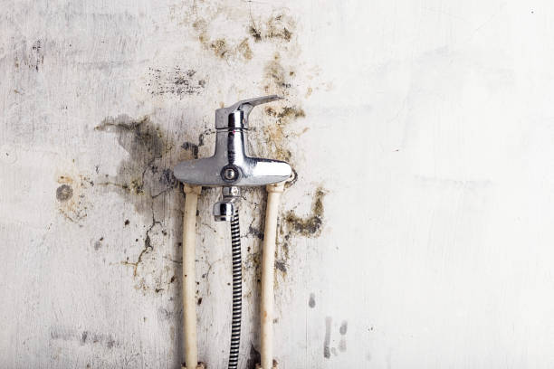 Best Black Mold Removal  in Nth Plains, OR