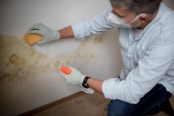 Best Toxic Mold Removal  in Nth Plains, OR