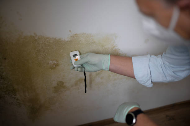 Best Toxic Mold Removal  in Nth Plains, OR