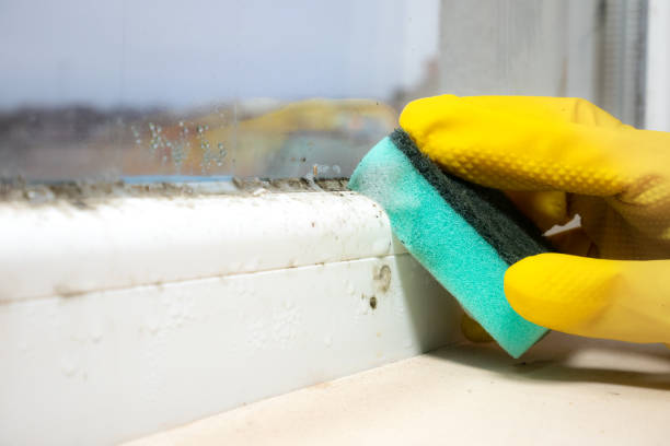 Best Mold Damage Repair  in Nth Plains, OR