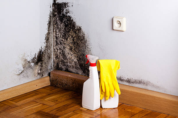 Best Local Mold Removal Service  in Nth Plains, OR